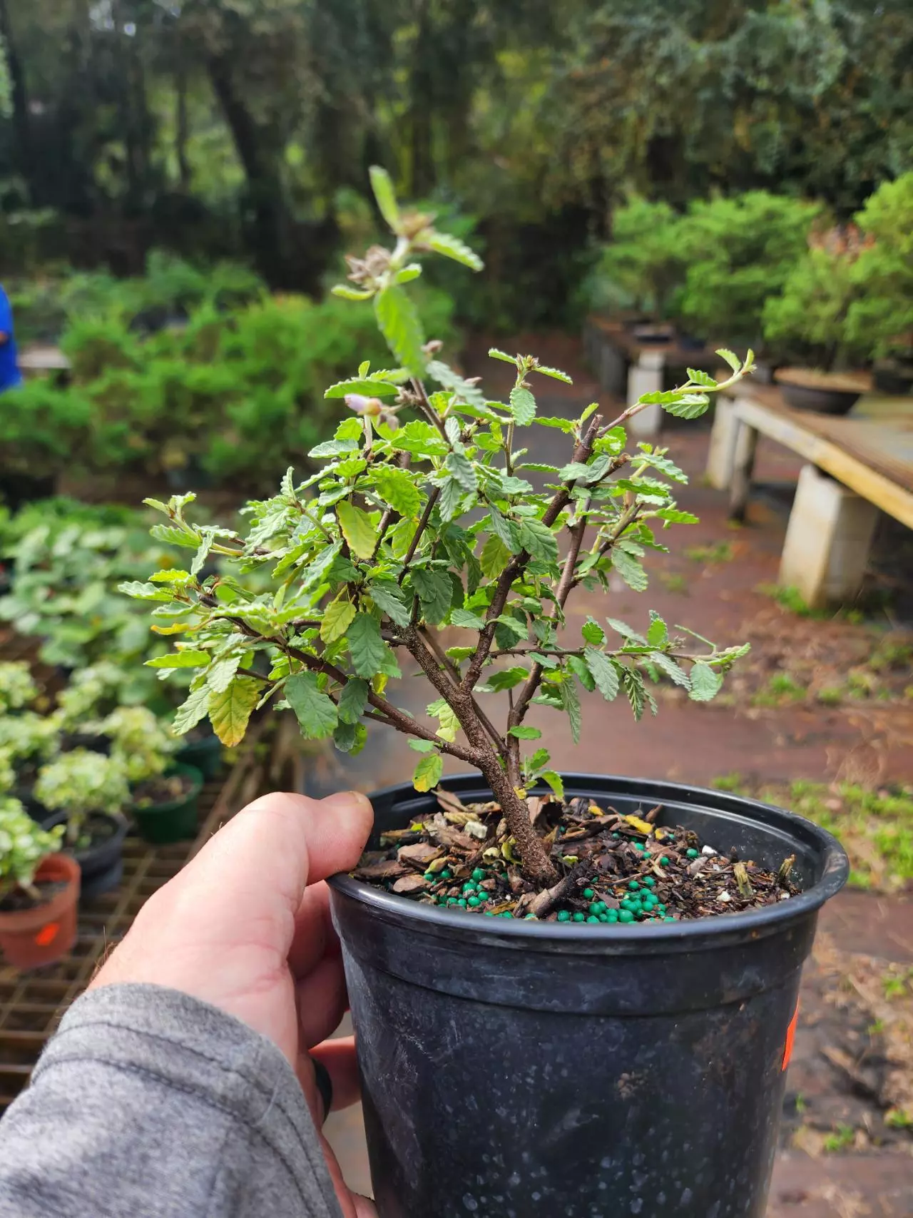 plant/Tea bush ( melochia tomentosa) - grower’s choice-0