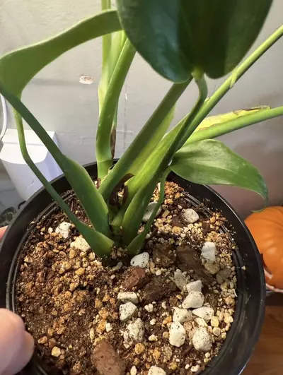 plant/Monstera Burle Marx Flame 6in pot-3-thumbnail