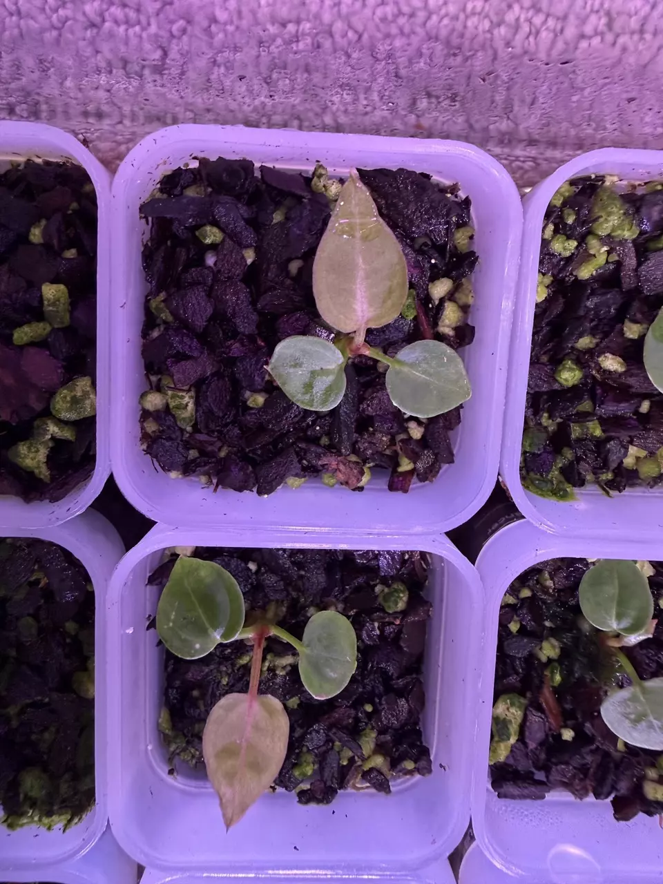 plant/Tezula Dreamweaver-Necromancer x HU Red Tiger Anthurium Seedlings-4