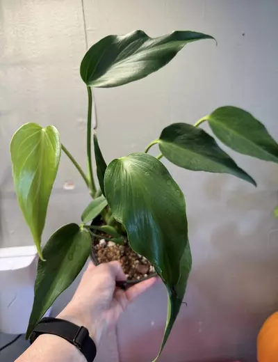 plant/Monstera Burle Marx Flame 6in pot-0-thumbnail
