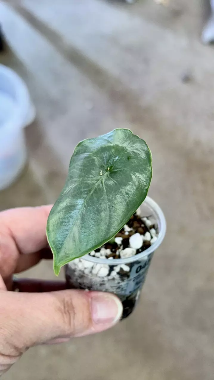 plant/453 puncak bornesis-0