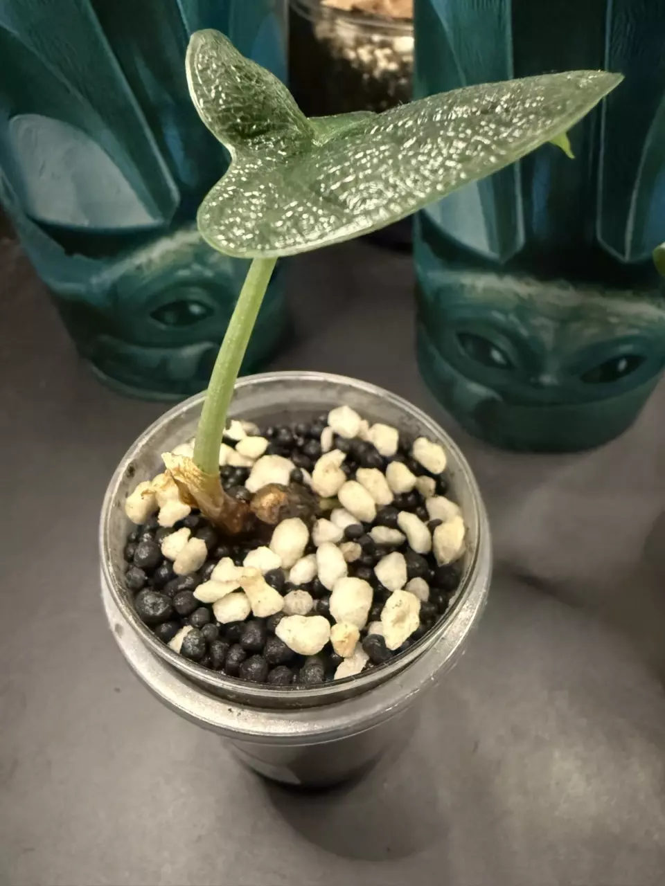 plant/Alocasia Melo-1