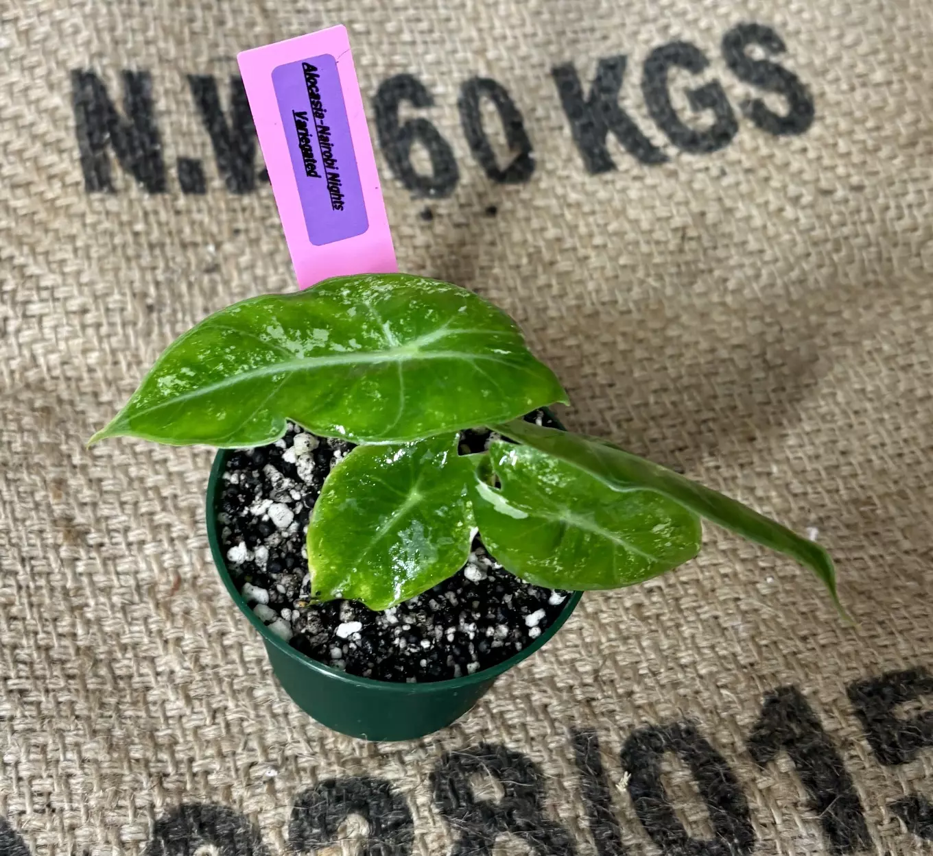 plant/***Unicorn RARE*** Alocasia Nairobi Night Variegated (Pink)-0