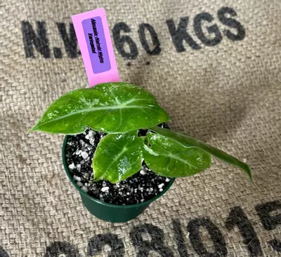 plant/***Unicorn RARE*** Alocasia Nairobi Night Variegated (Pink)-0-thumbnail