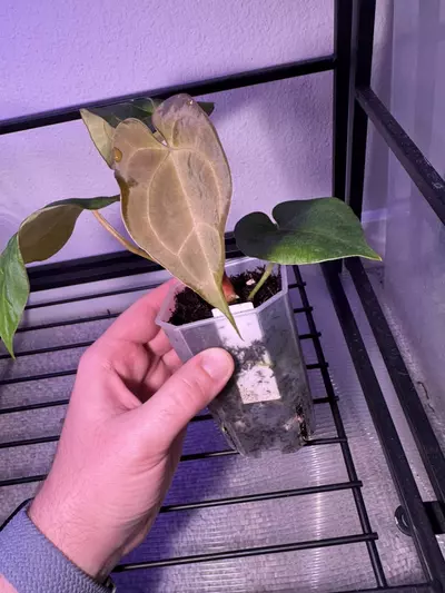 plant/Barry’s AOS x either Forgetii or Forgetii Red Crystal-1-thumbnail