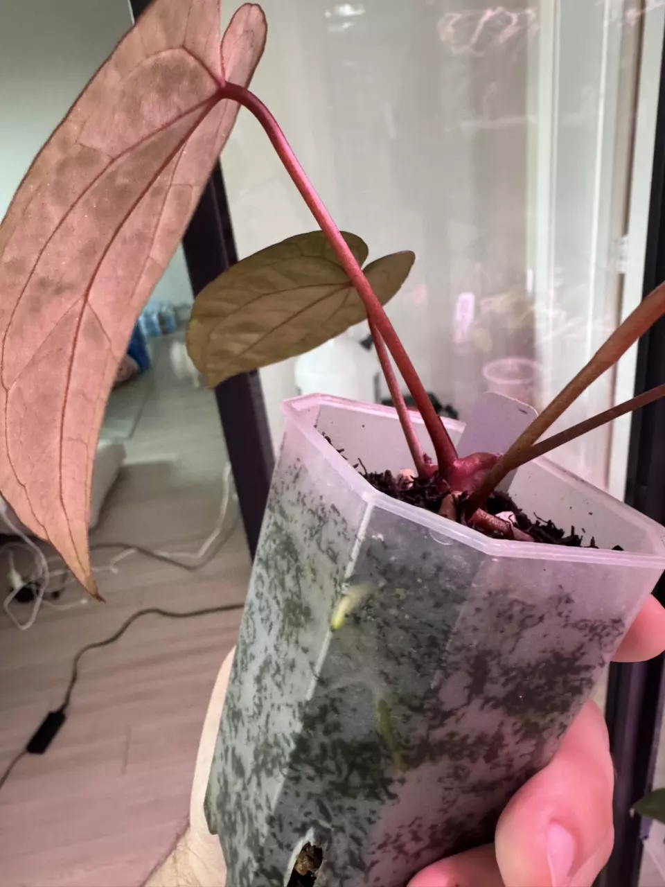 plant/NSE AOS x ZaraMichelle-3