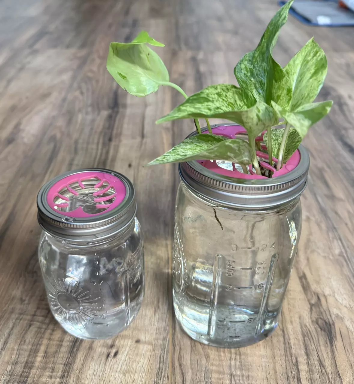 plant/Mason Jar Propagation Lid | Wide | Hot Pink-3