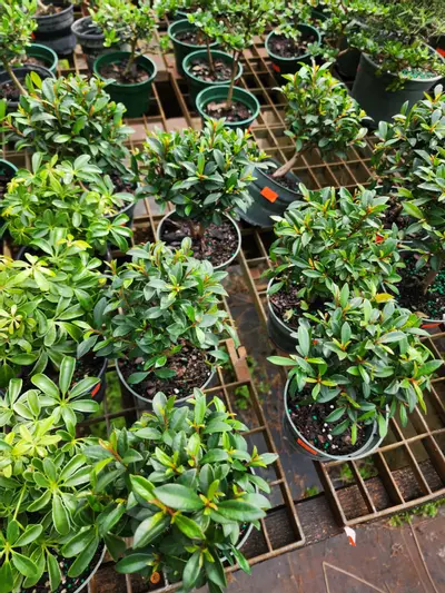 plant/Brush cherry (syszygium paniculatum)  in a 4" pot (growers choice)-1-thumbnail