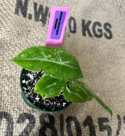 plant/***Unicorn RARE*** Alocasia Nairobi Night Variegated (Pink)-2-thumbnail