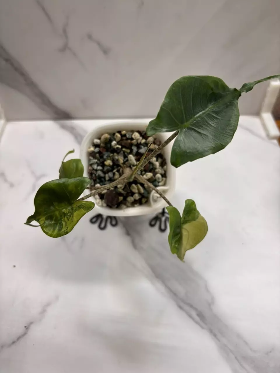 plant/Alocasia Stingray Aurea-1