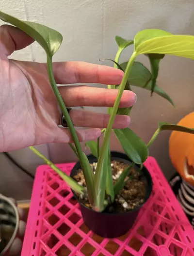 plant/Monstera Burle Marx Flame 6in pot-6-thumbnail