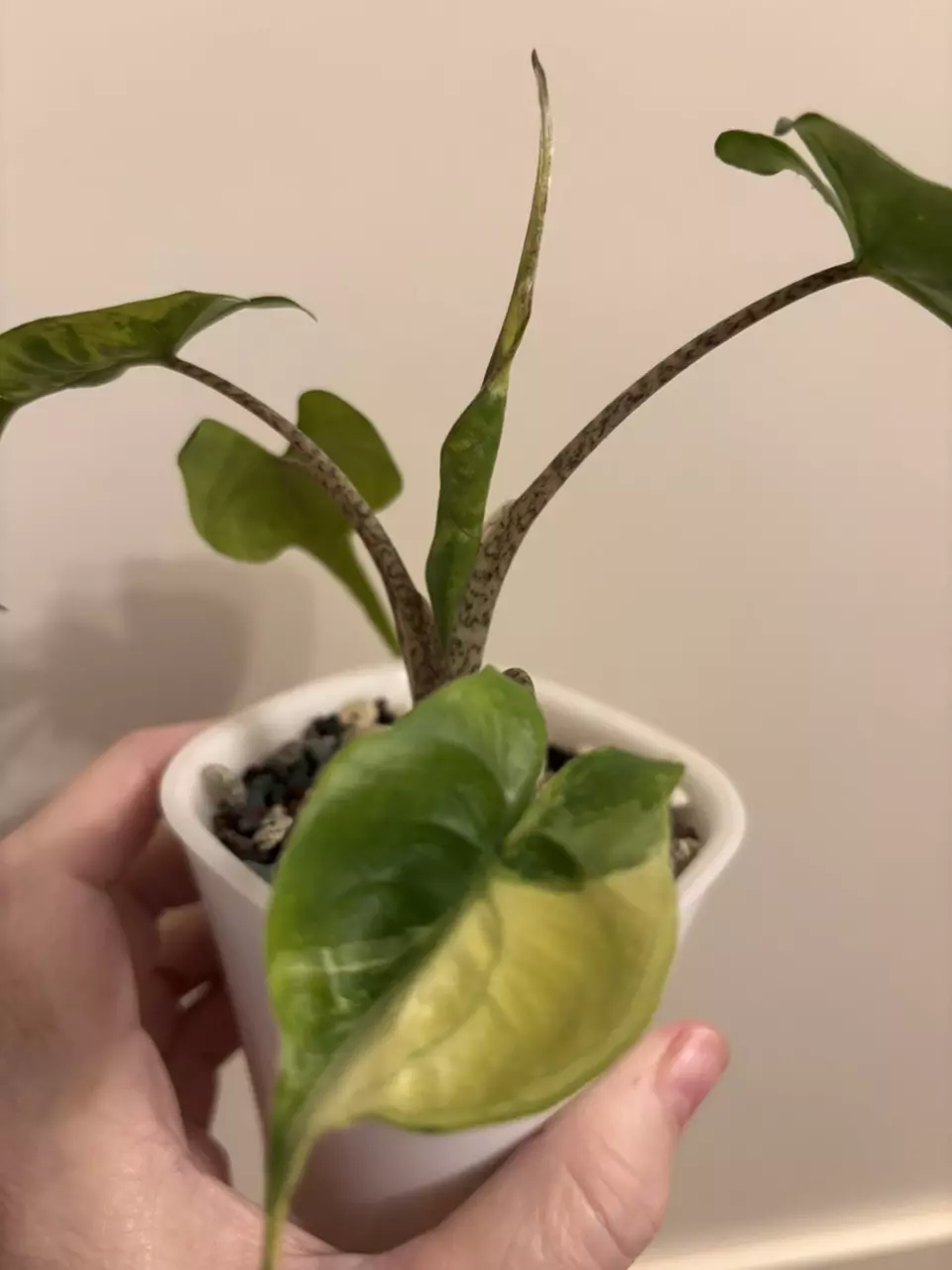 plant/Alocasia Stingray Aurea-0