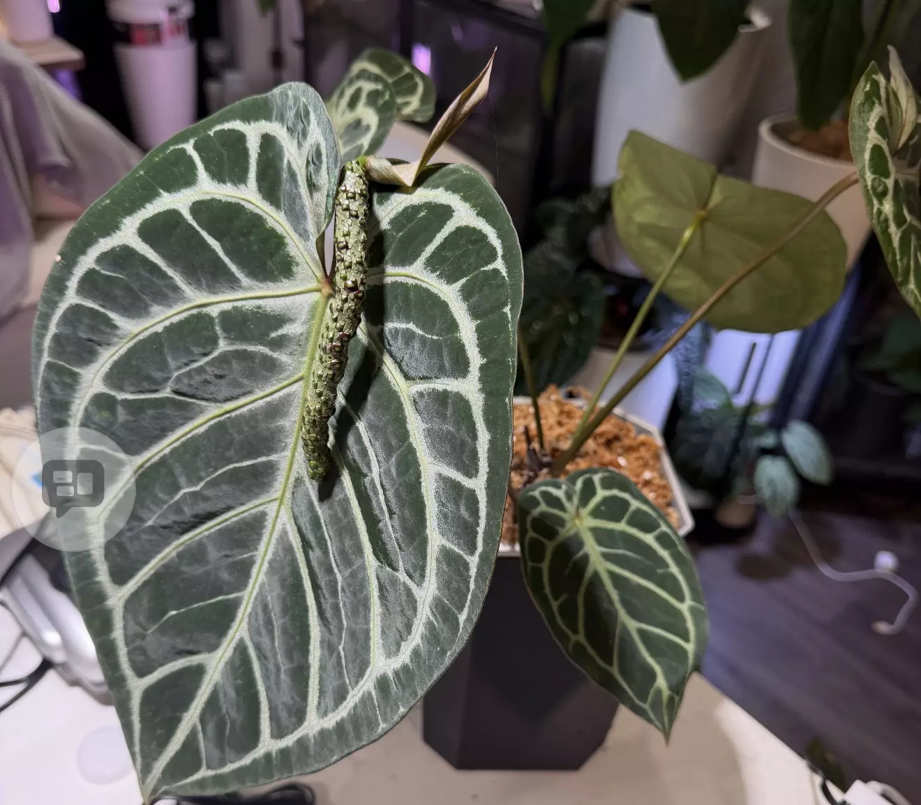 plant/Tezula Dreamweaver-Necromancer x HU Red Tiger Anthurium Seedlings-1