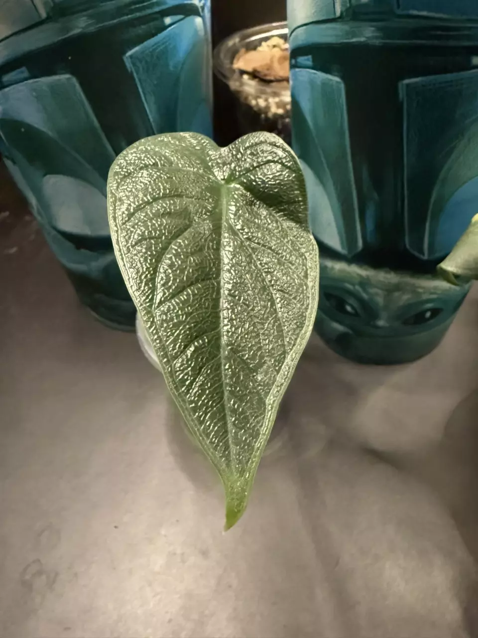 plant/Alocasia Melo-0