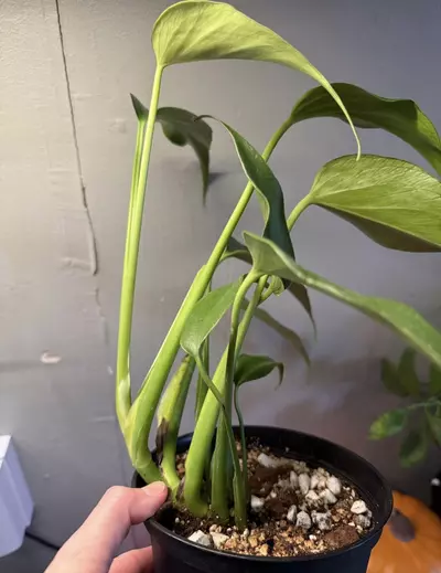 plant/Monstera Burle Marx Flame 6in pot-4-thumbnail