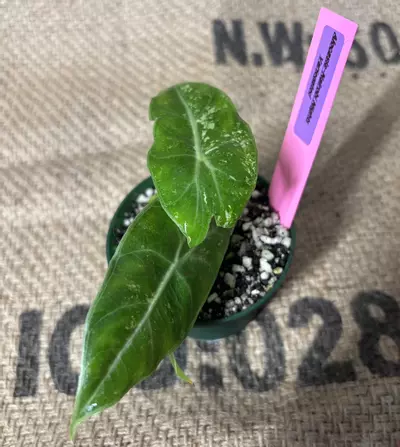 plant/***Unicorn RARE*** Alocasia Nairobi Night Variegated (Pink)-3-thumbnail