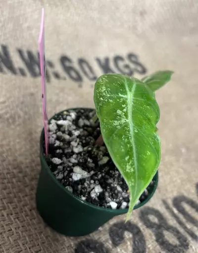 plant/***Unicorn RARE*** Alocasia Nairobi Night Variegated (Pink)-4-thumbnail