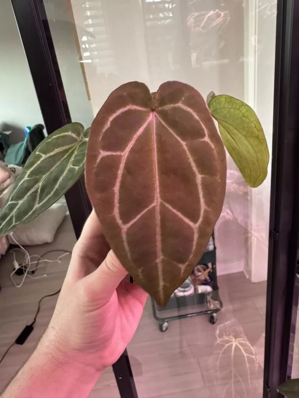 plant/NSE AOS x ZaraMichelle-0