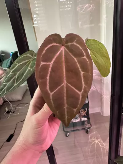 plant/NSE AOS x ZaraMichelle-0-thumbnail