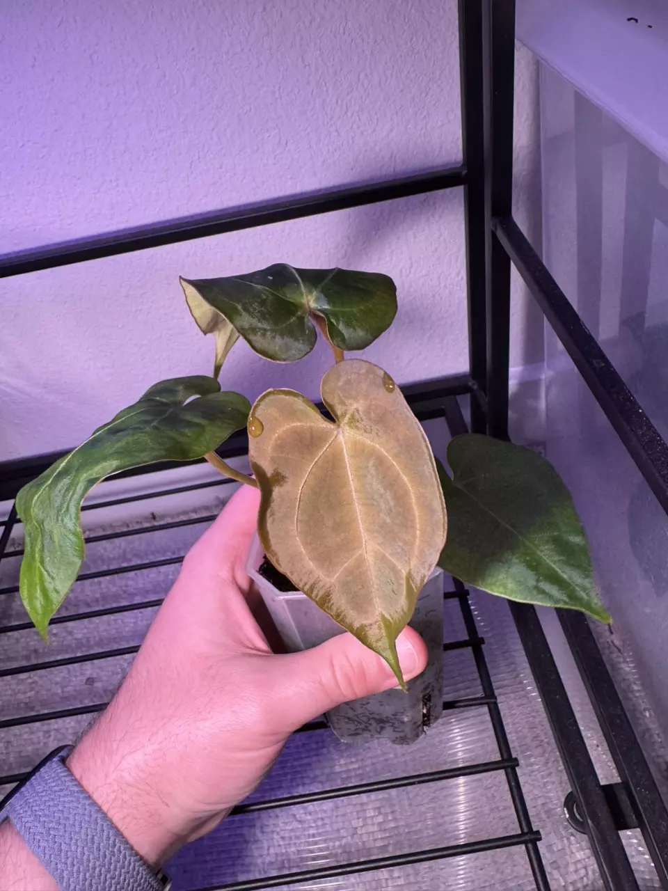 plant/Barry’s AOS x either Forgetii or Forgetii Red Crystal-0