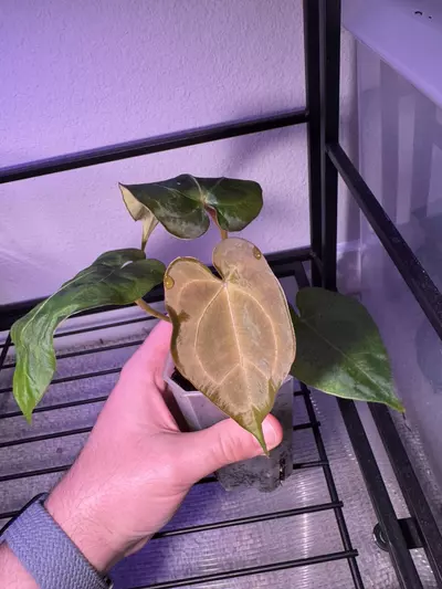 plant/Barry’s AOS x either Forgetii or Forgetii Red Crystal-0-thumbnail