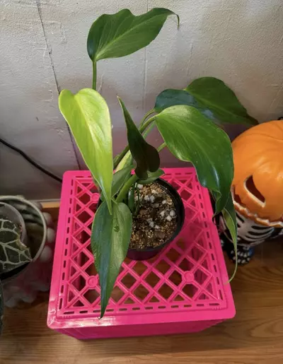 plant/Monstera Burle Marx Flame 6in pot-5-thumbnail