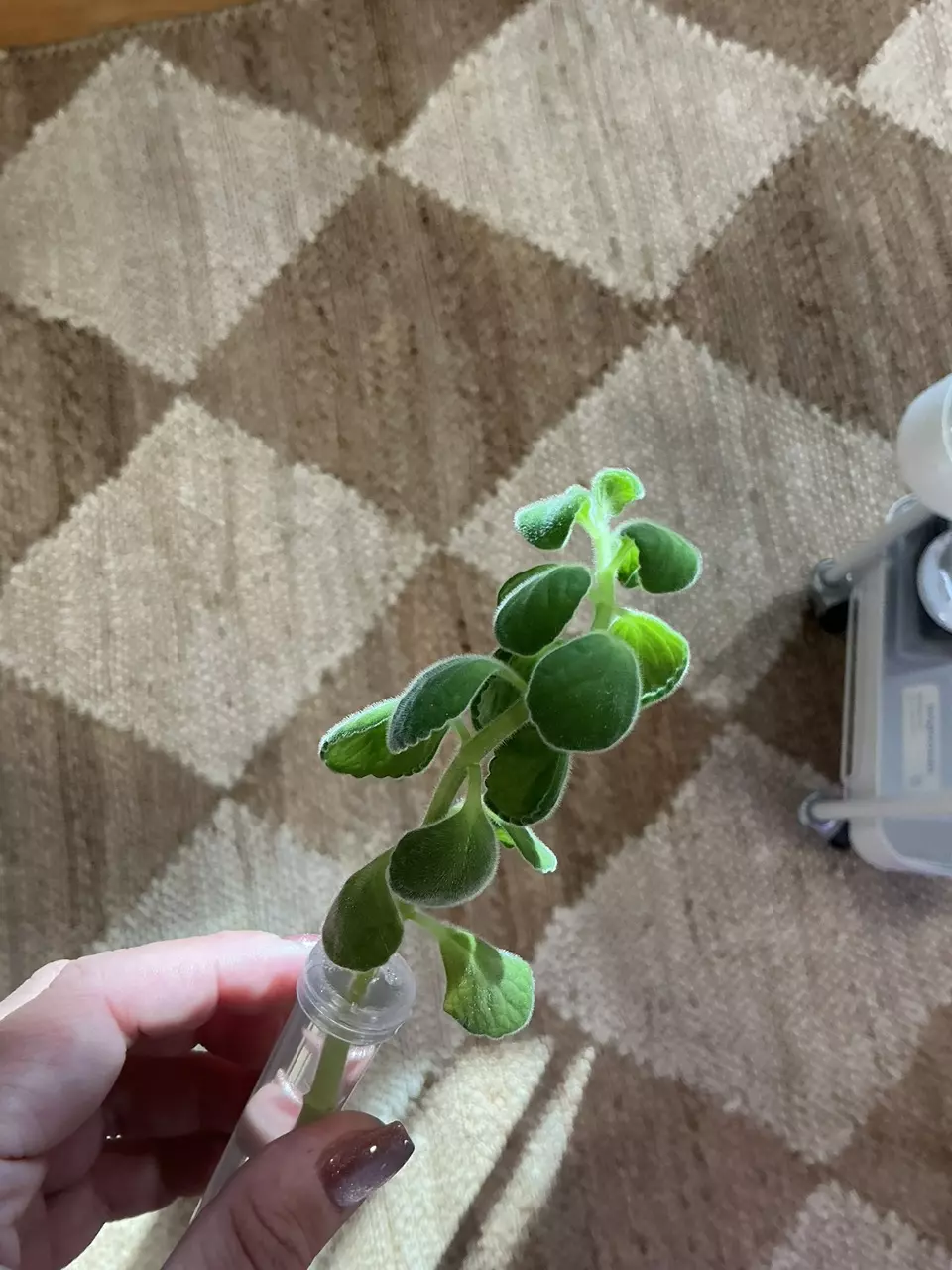 plant/Cuban Oregano-0