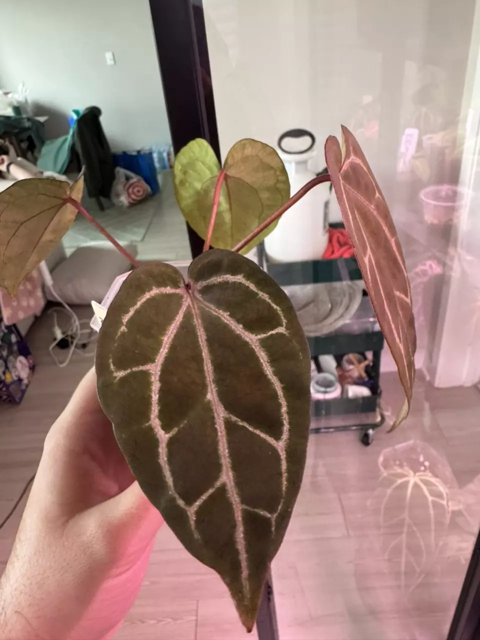 plant/NSE AOS x ZaraMichelle-1