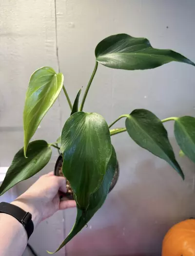 plant/Monstera Burle Marx Flame 6in pot-2-thumbnail