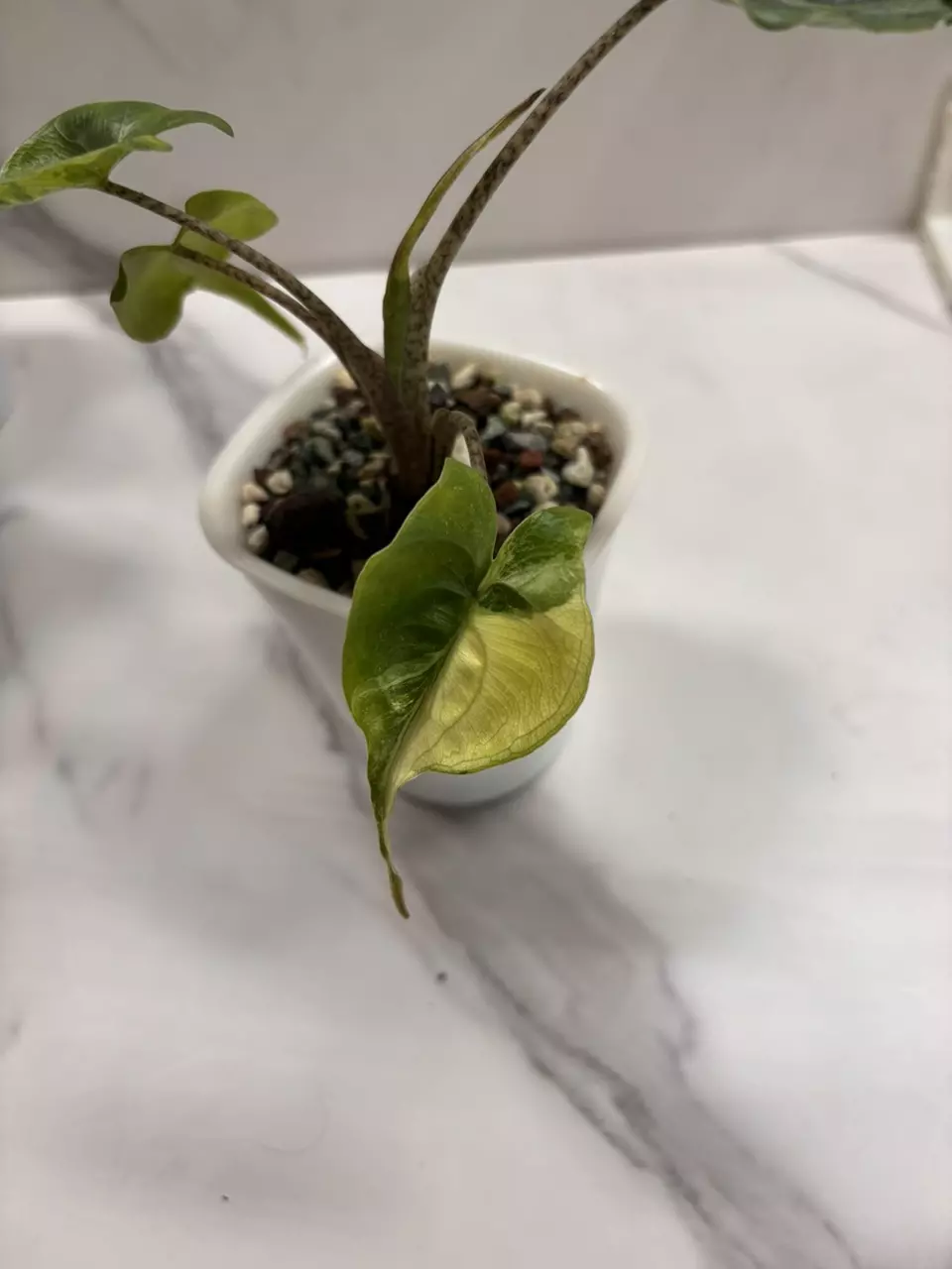 plant/Alocasia Stingray Aurea-2