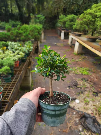 plant/Brush cherry (syszygium paniculatum)  in a 4" pot (growers choice)-0-thumbnail