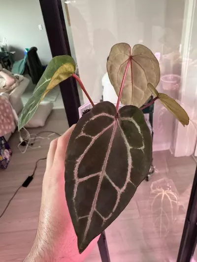 plant/NSE AOS x ZaraMichelle-2-thumbnail