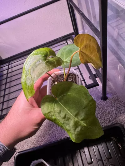 plant/Barry’s AOS x either Forgetii or Forgetii Red Crystal-2-thumbnail