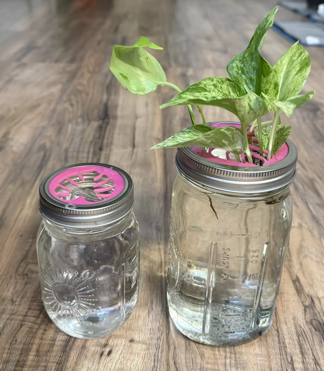 plant/Mason Jar Propagation Lid | Regular | Hot Pink-3