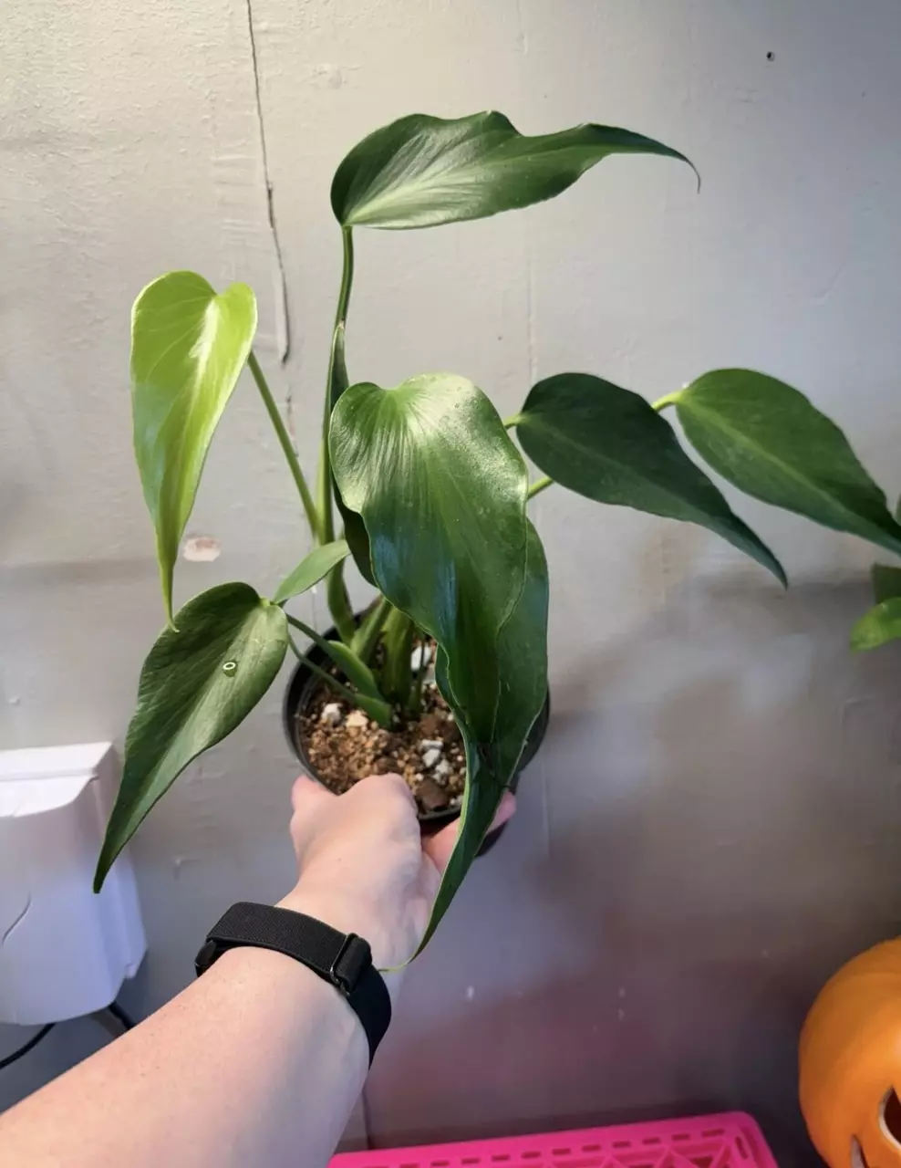 plant/Monstera Burle Marx Flame 6in pot-1