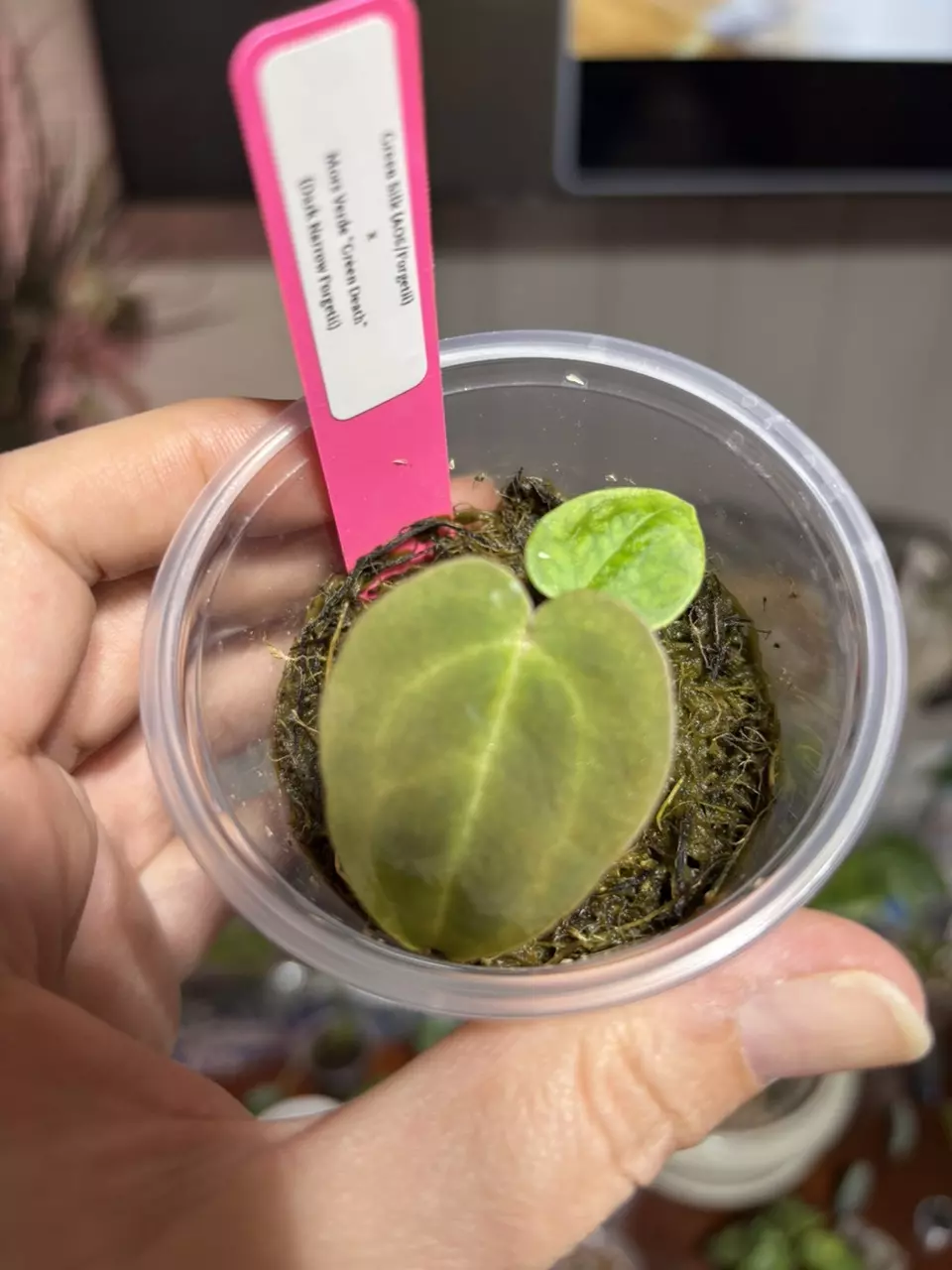 plant/#218 Anthurium Green Silk AOS/Forgetii X Green Death (dark narrow Forgetii)-0