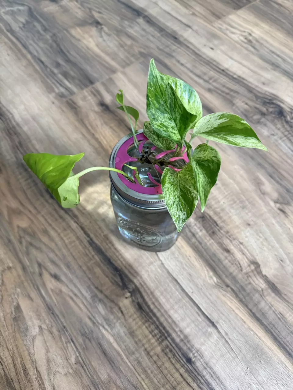 plant/Mason Jar Propagation Lid | Wide | Hot Pink-0