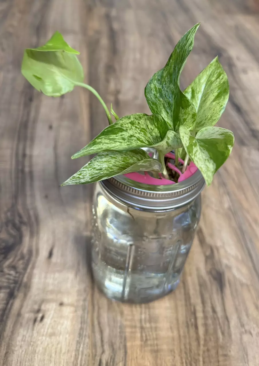plant/Mason Jar Propagation Lid | Wide | Hot Pink-1
