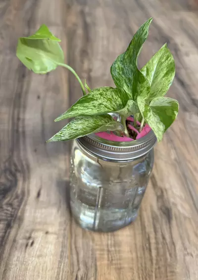 plant/Mason Jar Propagation Lid | Wide | Hot Pink-1-thumbnail