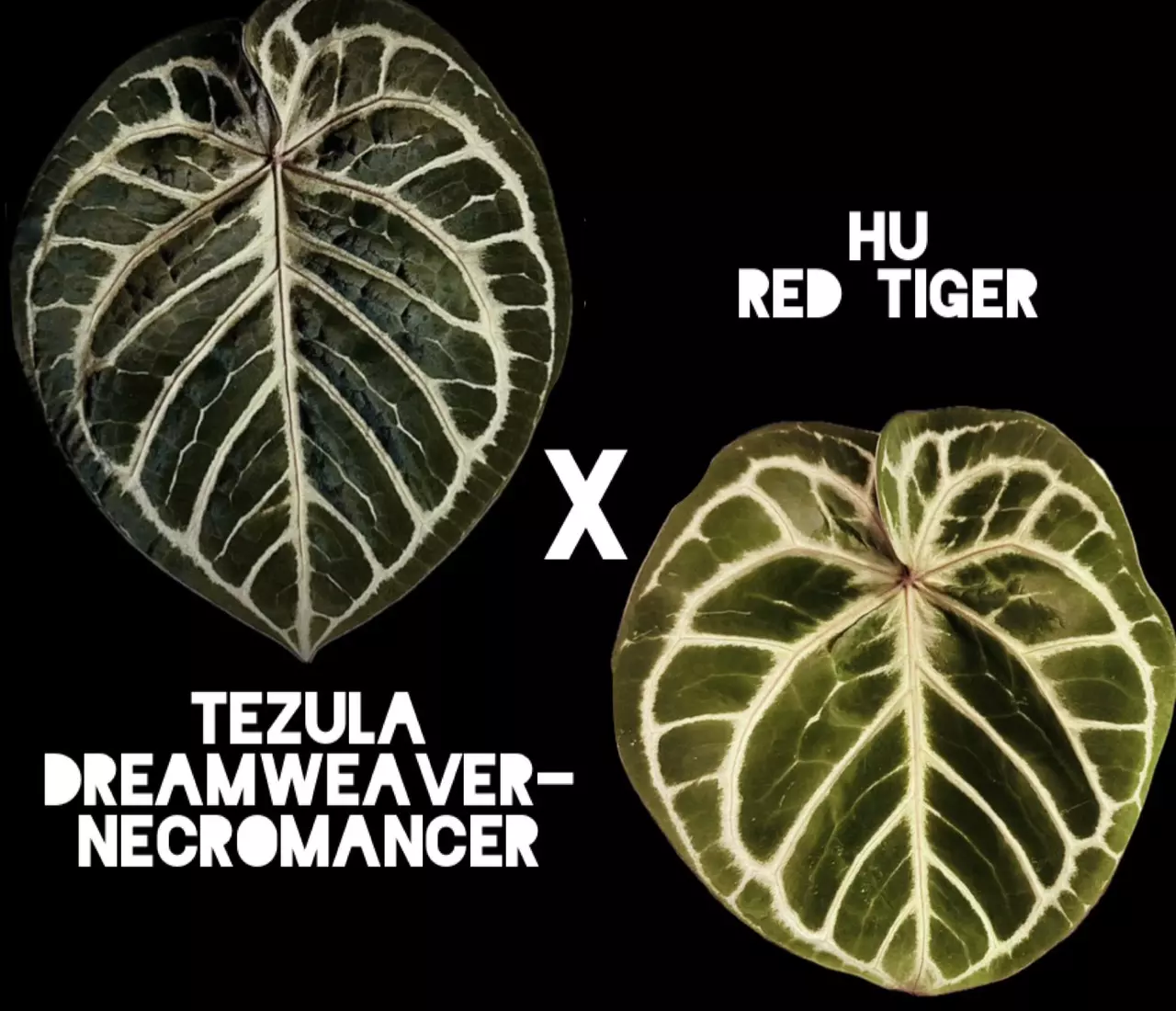 plant/Tezula Dreamweaver-Necromancer x HU Red Tiger Anthurium Seedlings-0