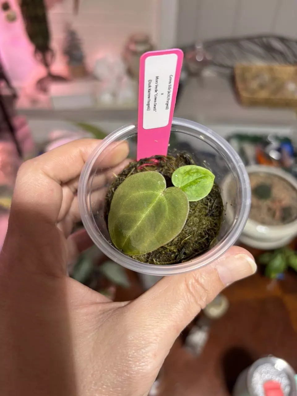 plant/#218 Anthurium Green Silk AOS/Forgetii X Green Death (dark narrow Forgetii)-1