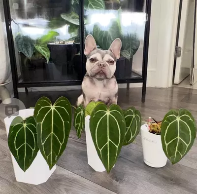 plant/Insulation-0-thumbnail