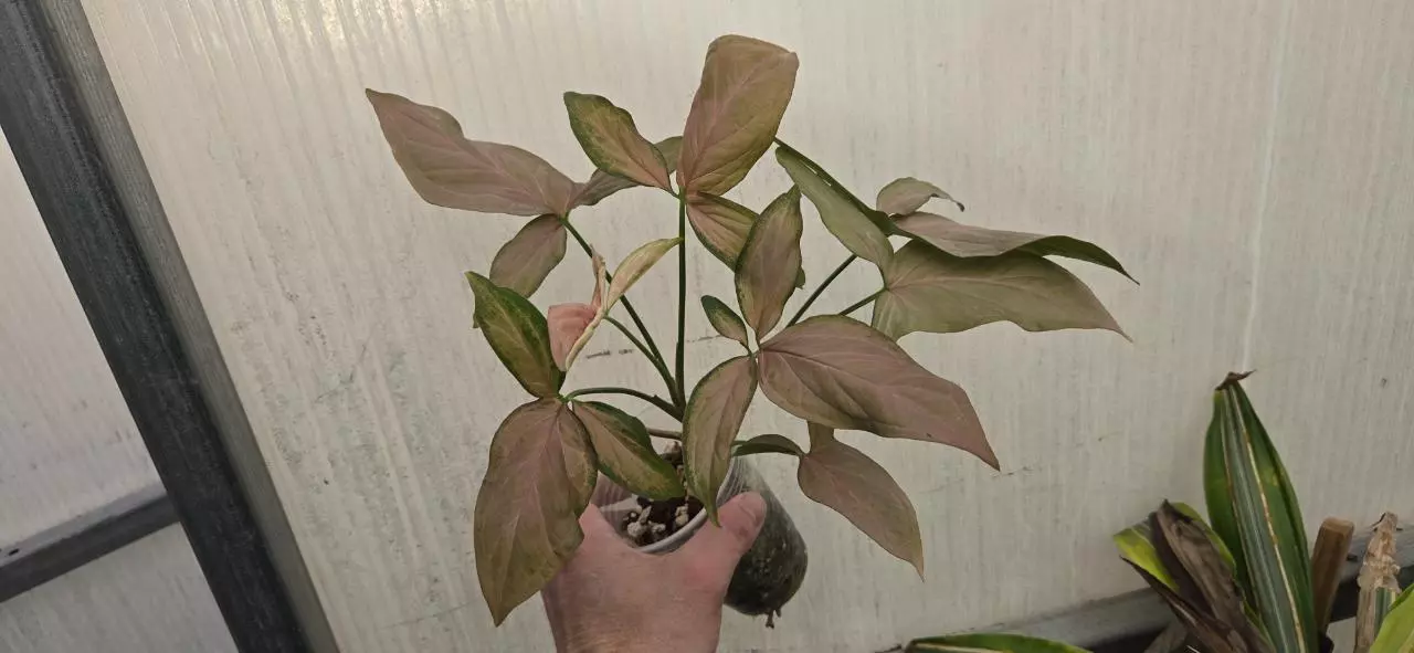 plant/Syngonium NOID ADD ON ONLY-0