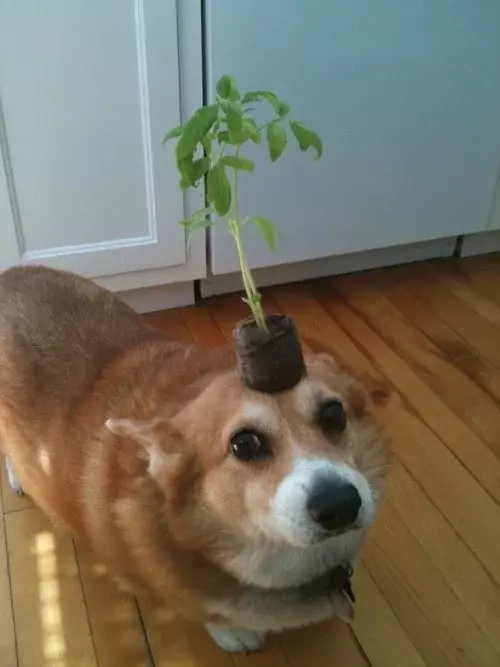 shipping_upgrade/Shipping in pot AND first to be packed/shipped, 4.25 inch pot and smaller only.-0