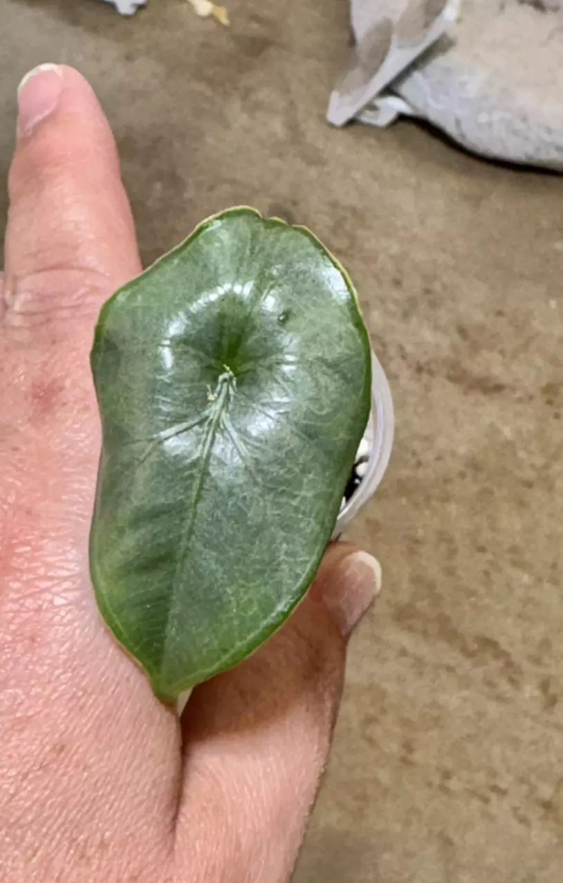 plant/453 puncak bornesis-1