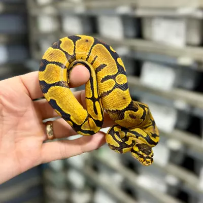 plant/Gravel Enchi het Clown Female-0-thumbnail