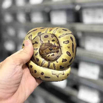 plant/Clown Female-0-thumbnail