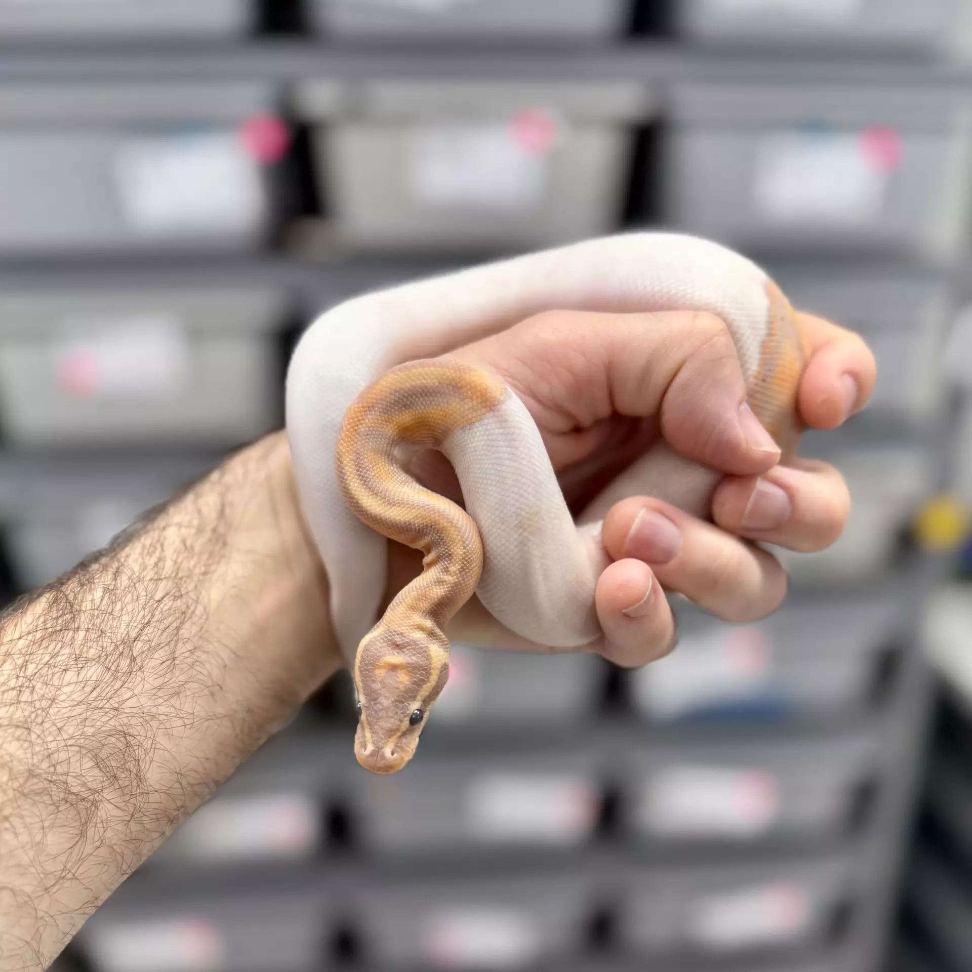 plant/Banana Pied Male-0