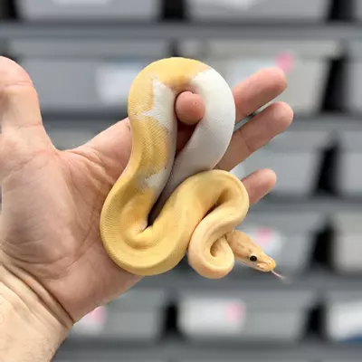 plant/Banana Pinstripe  Pied Female-0-thumbnail