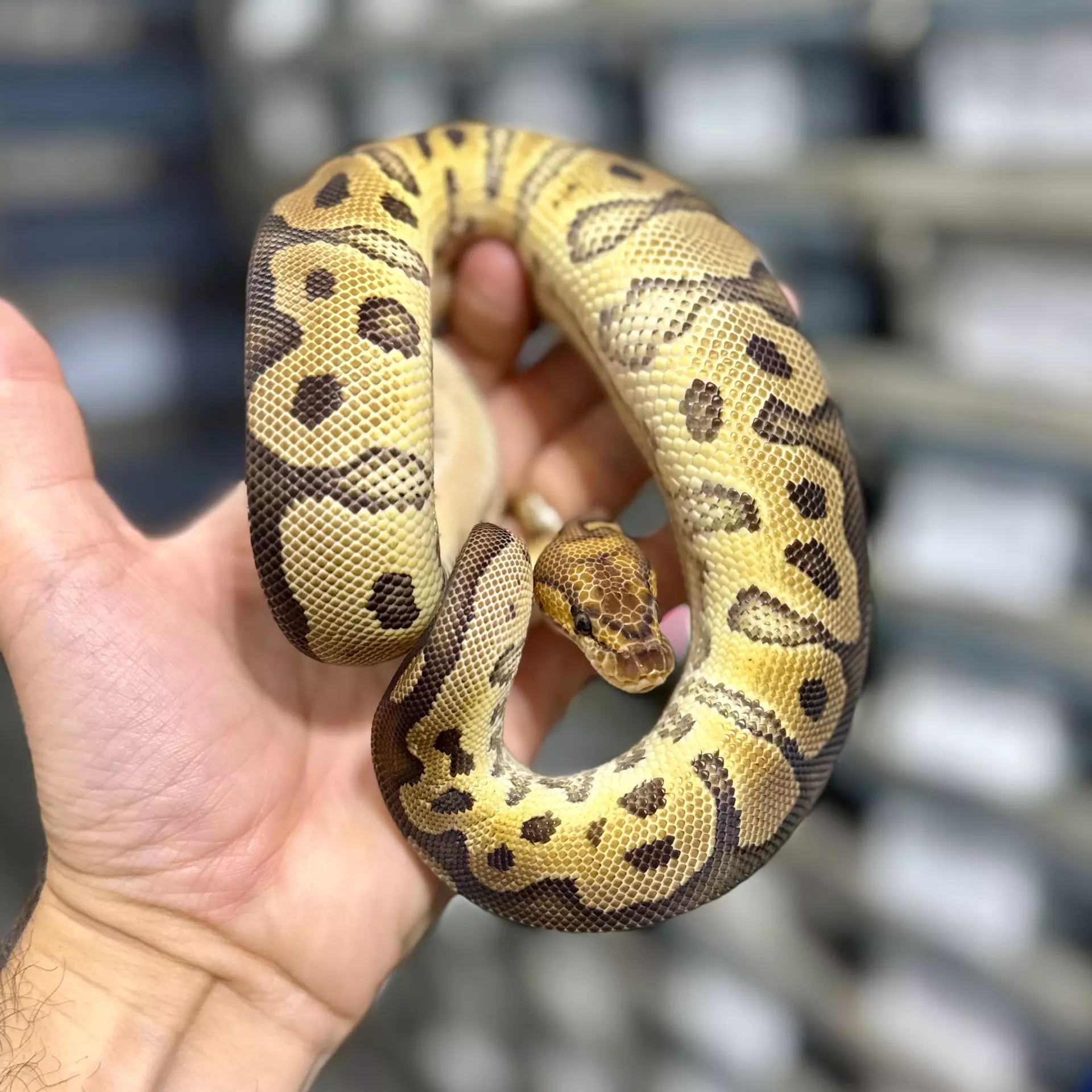 plant/Clown Female-0